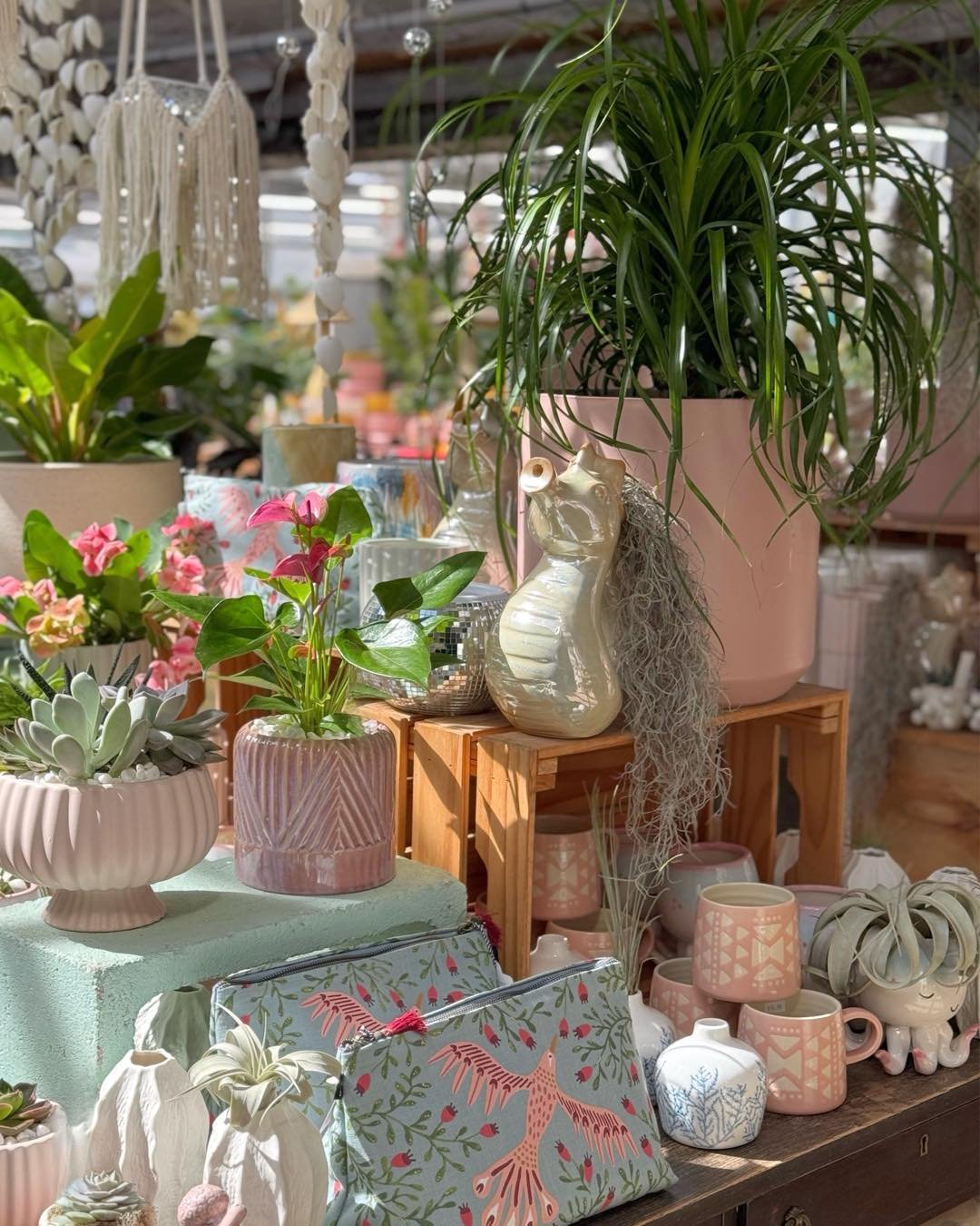 So it&rsquo;s supposed to rain for a fortnight. I hope these pictures help🩷🙂💁&zwj;♀️🌞🧜🏻&zwj;♀️&hellip;

#plantsmakepeoplehappy #houseplants #urbanjungle