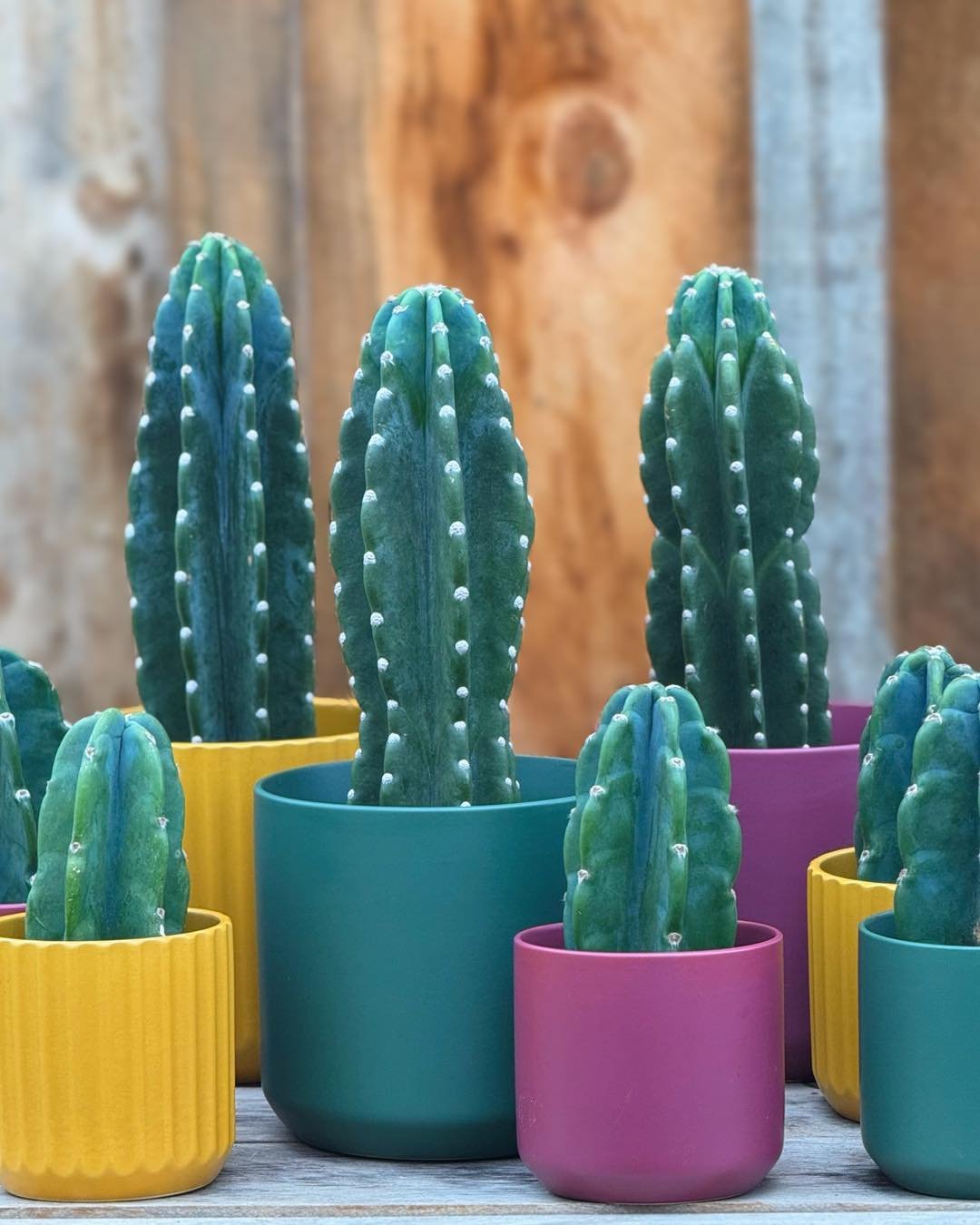 I DARE you to give me a HUG. I am a CUDDLY CACTUS 🌵. Needless to say I&rsquo;m a HUGGER 🤗. I also like to think of myself as APPROACHABLE. Keep me in bright to bright direct light. Only water me when my soil has completely dried out.

Cuddly cactus