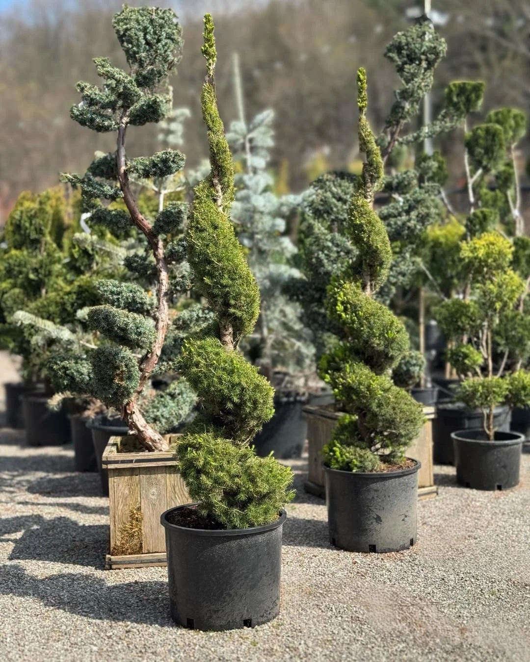 It&rsquo;s a GREAT day to LOVE gardening 💁&zwj;♀️🩷🌞🌲

#tree #plants #spring