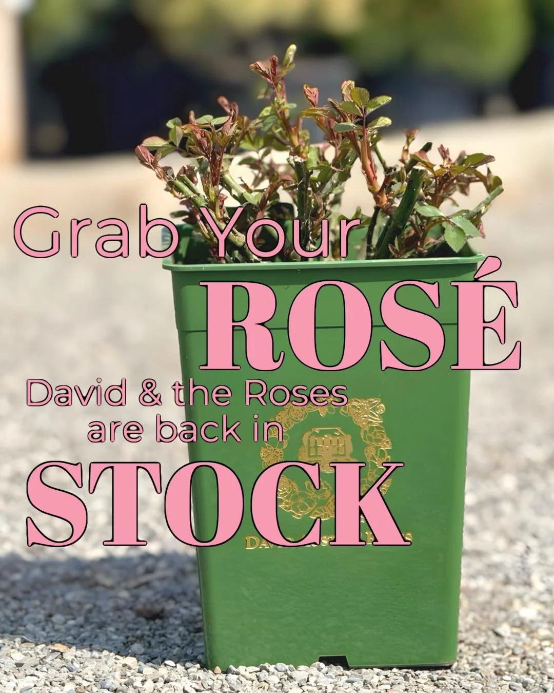Will you accept this ROSE🌹?&hellip;HECK yeah I will.
Roses have ARRIVED🩷💁&zwj;♀️🍾

#plantsmakepeoplehappy #gardening #roses