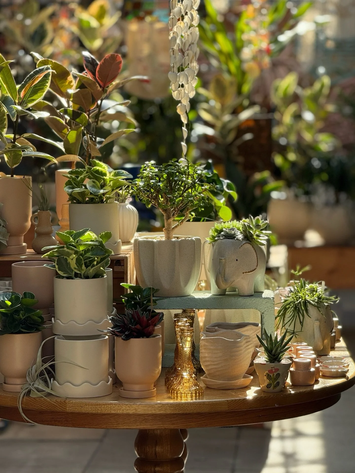 We&rsquo;ve got SUNSHINE 🌞 on a rainy day&hellip;metaphorically speaking that is💁&zwj;♀️🩷🌦️🦖. 

#plantsmakepeoplehappy #houseplants #urbanjungle