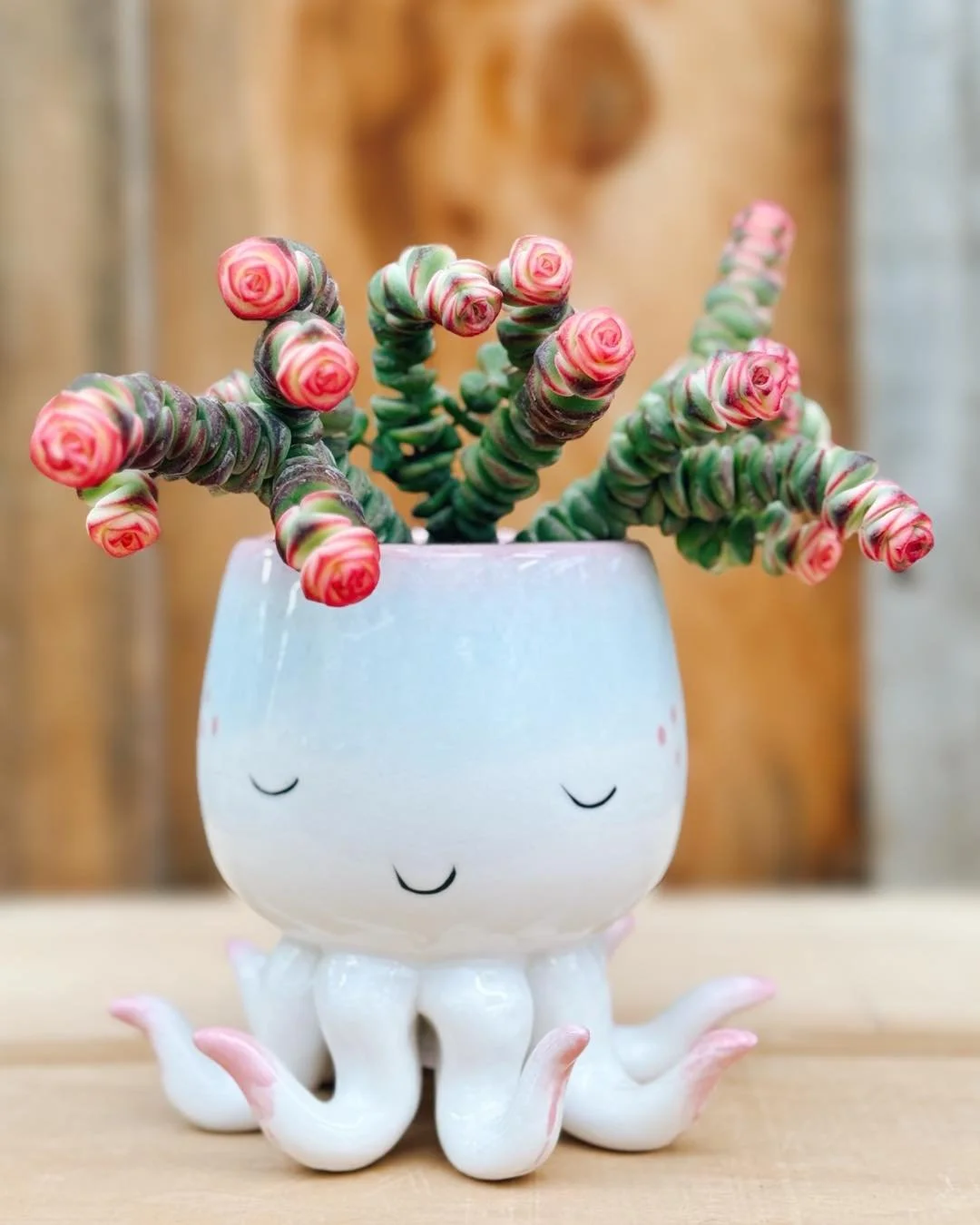 My CURLS💁&zwj;♀️ drive all the mermaids🧜🏻&zwj;♀️ crazy. I am a Crassula Coastal
Coral 🪸. I am so happy to have this beautiful sea creature(succulent)back in stock. 

Crassula Coastal
Coral 4&rdquo; $12.99
Octopus pot $29.99
 

#plantsmakepeopleha