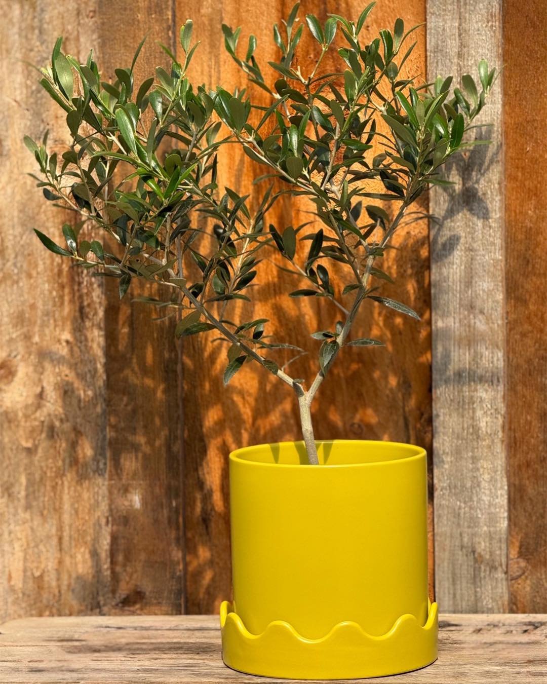 You may have seen me GRACE THE COVERS of ✨ARCHITECTURAL DIGEST✨. I am an OLIVE PLANT. I am known to be structurally appealing💁&zwj;♀️. Be sure to keep this 🫒 OLIVE🫒 in bright light. It is important not to let the soil dry out, water when the top f