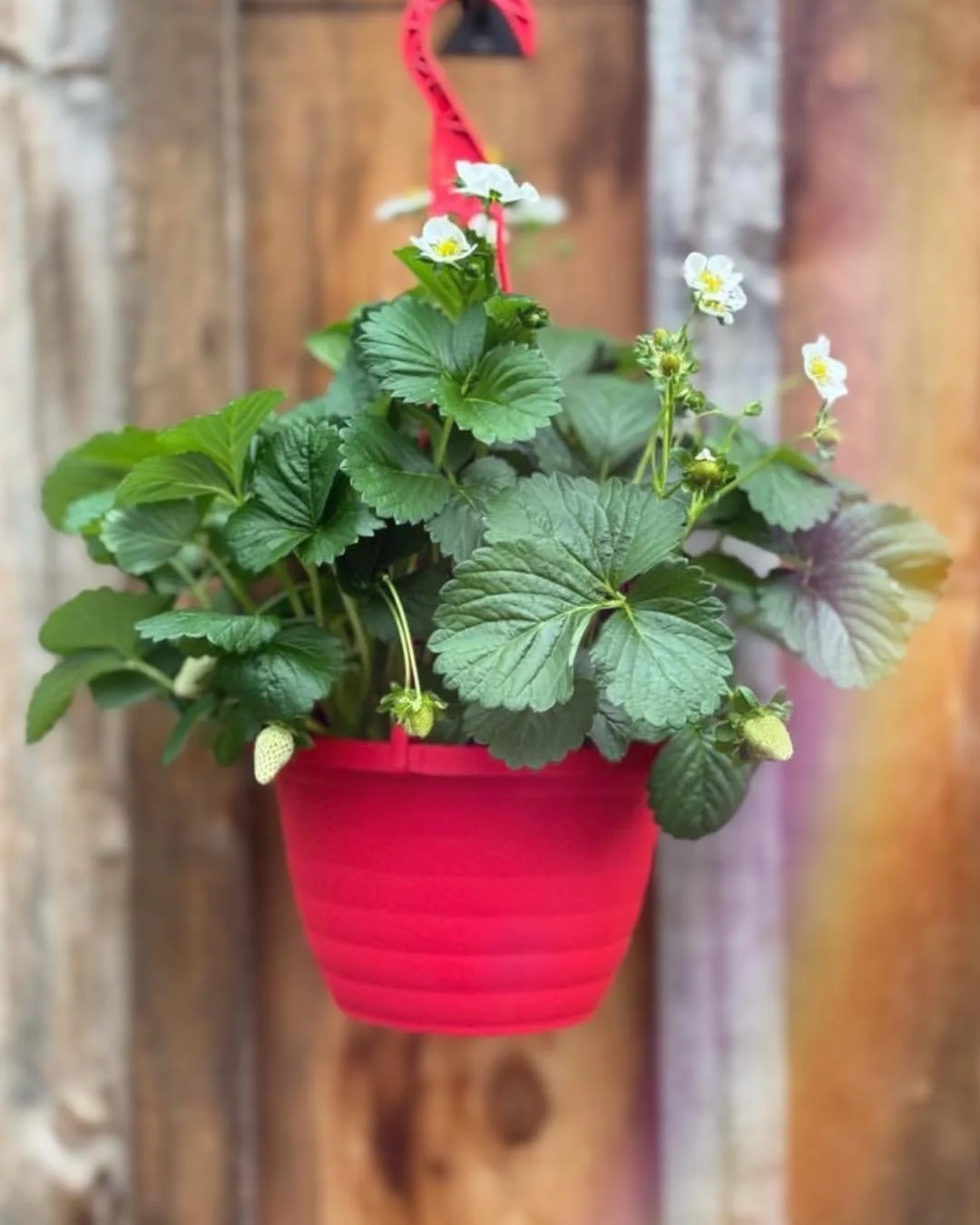 This 🍓SWEET TREAT🍓is back&hellip;&amp; I&rsquo;m sorry if I&rsquo;ve already eaten all strawberries💁&zwj;♀️.

Strawberry Hanging Basket $24.99

#plantsmakepeoplehappy #houseplants #urbanjungle