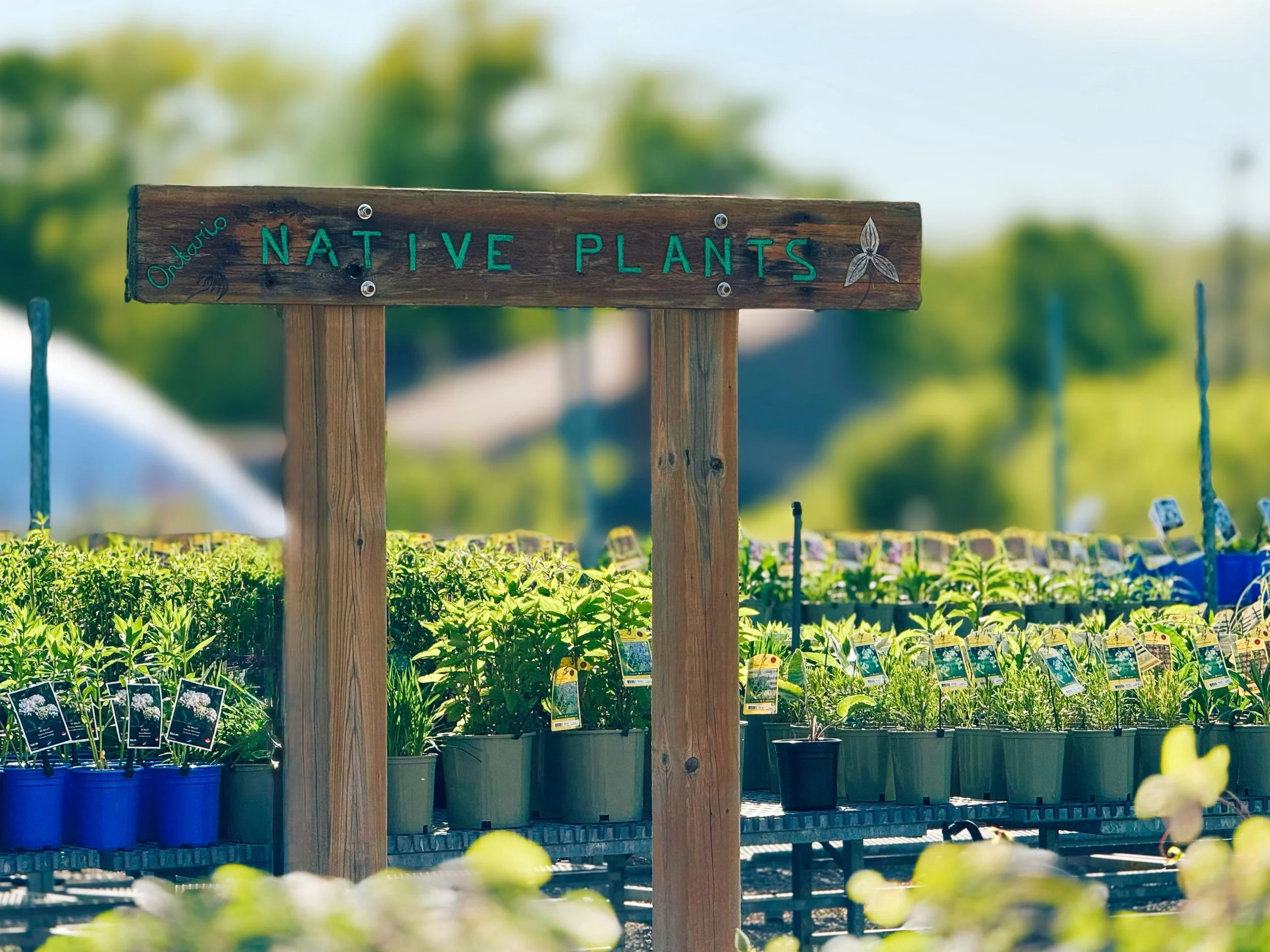 Good PLANTS GROW in ONTARIO.  Harper&rsquo;s has a MASSIVE selection of NATIVE perennials &amp; shrubs. 🇨🇦🍁🩷🌼
#plants#ontario #gardening