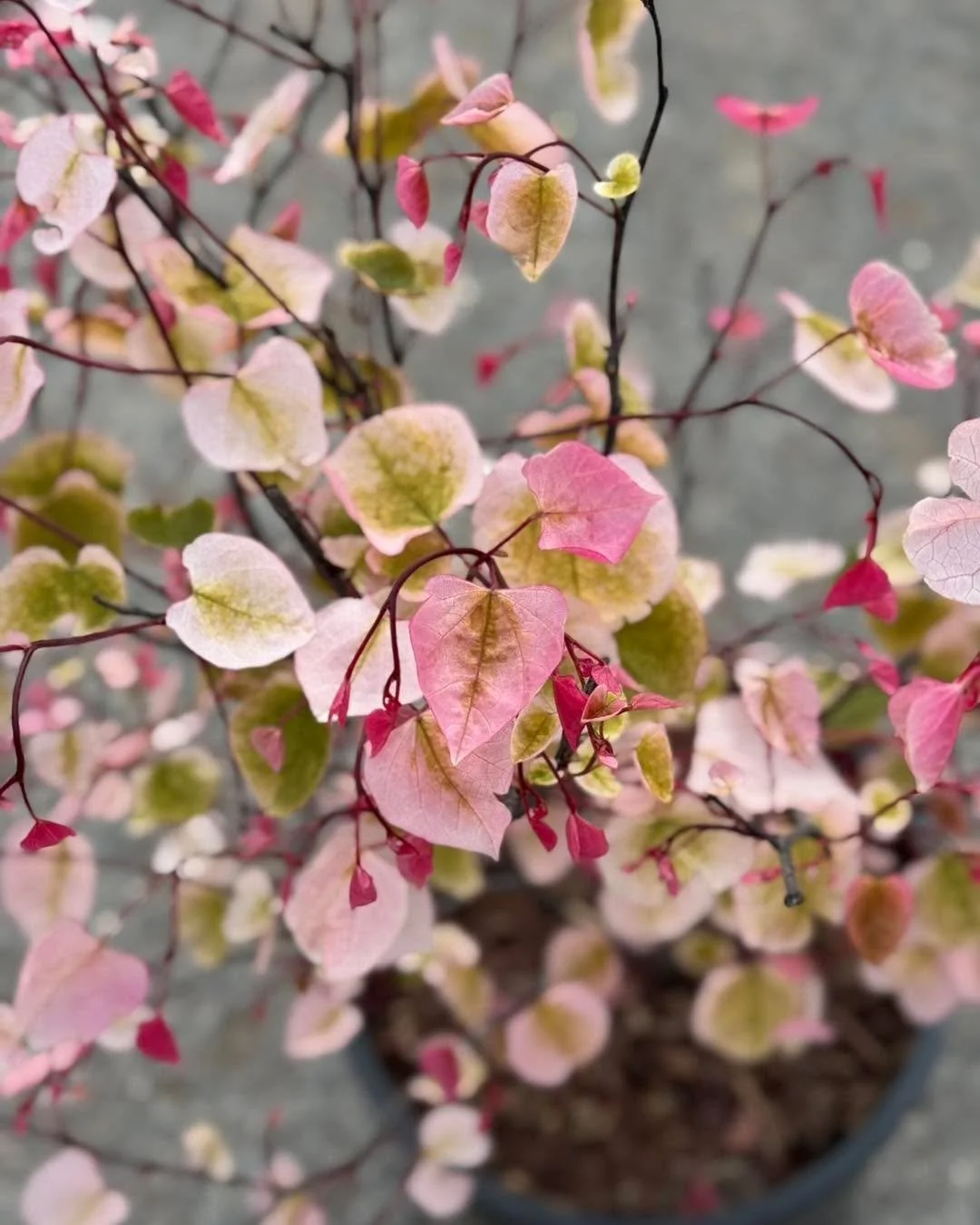 If I were a TREE, I would be this one because it&rsquo;s 🩷PINK🩷. This little BABE is a CAROLINA SWEETHEART REDBUD🌳. 
Known for its small vibrant pink flowers that bloom in early spring, with leaves emerging into a stunning mix of green, white and 