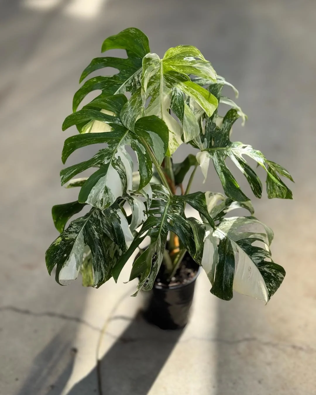 This✨ LEGEND ✨is back in stock🪴 
Monstera Albo🩷1gal $199.99

#plantsmakepeoplehappy #houseplants #urbanjungle