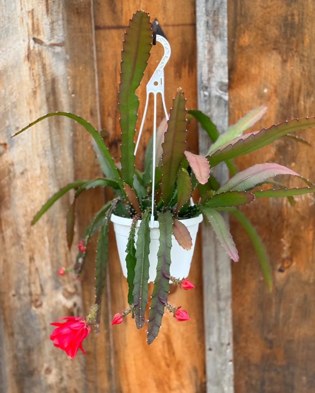 It&rsquo;s BACK. The one and only ✨ORCHID CACTUS✨ is back in stock.

8&rdquo; orchid cactus $39.99

#plantsmakepeoplehappy