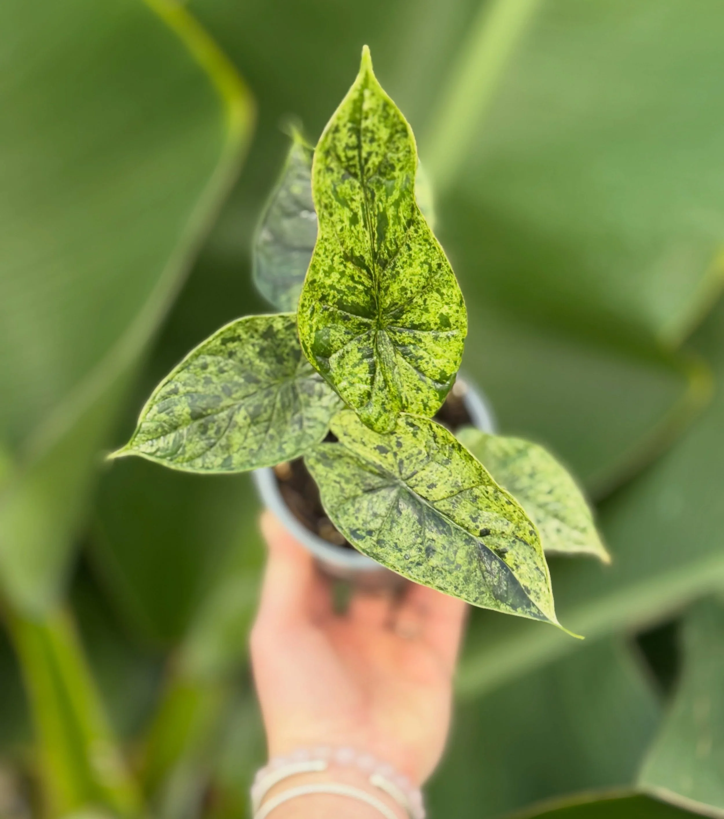 I&rsquo;m back, just in time for the cooler weather. I am a ✨Alocasia DRAGON SCALE MINT✨, and yes, I love sweater weather.🪴❄️

Alocasia Dragon Scale Mint 4&rdquo; $39.99

#alocasia #plantsmakemehappy #indoorjungle