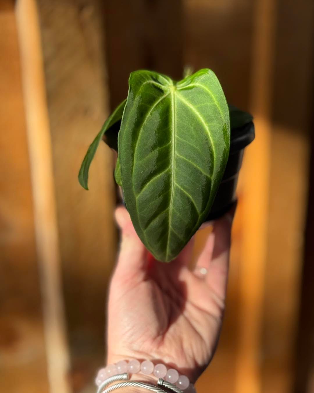 I&rsquo;m so sorry I WAS LATE🩷. VS asked to use my LEAVES AS 🪽ANGEL WINGS at their FASHION SHOW. But don&rsquo;t worry I am back and I&rsquo;m much HAPPIER BEING A HOUSEPLANT🪴. 
I am an Anthurium Villenaorum. Yes, my leaves are iconic. I like humi