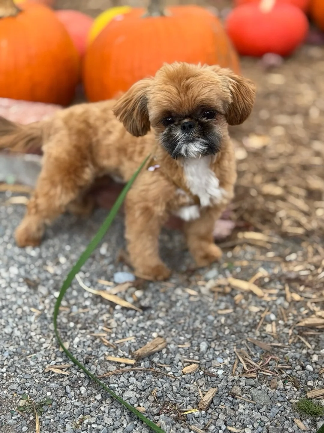 Gingerbread 🐶is back for his Fall fashion shoot. Needless to say he nailed it. 

#pumkinpatch #fallvibes #outdoors