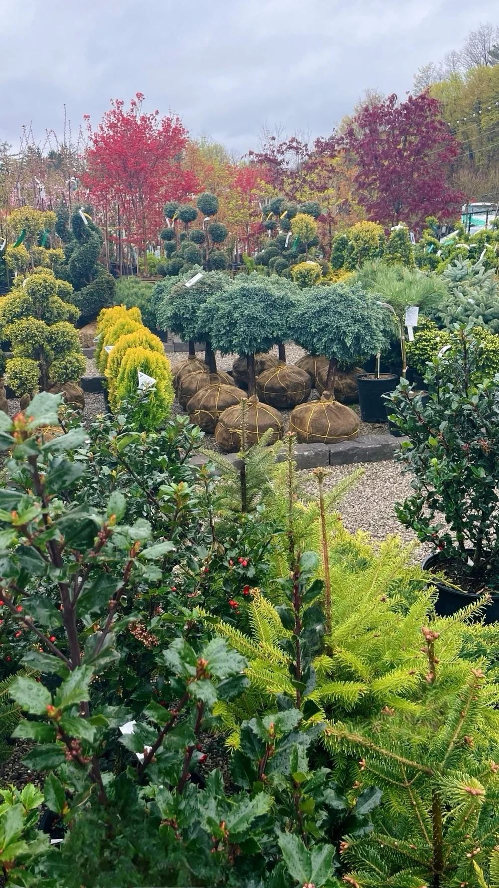 shrub planting cost Toronto smart upgrade