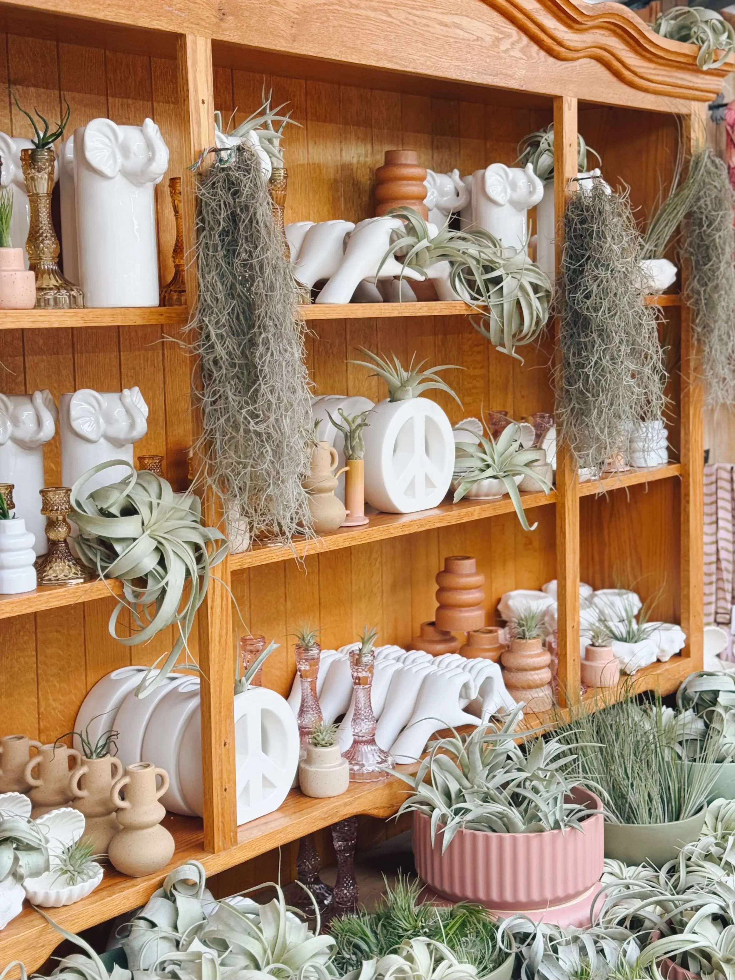 theres a air plant for that 2.webp