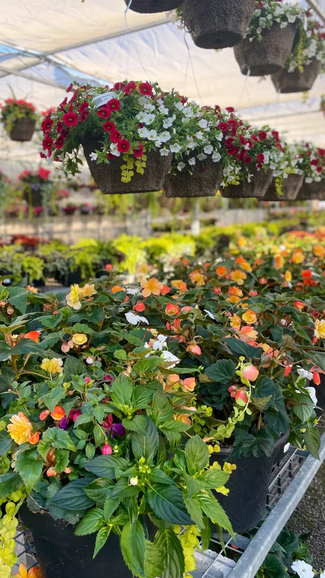 Annual Plants — Harper's Garden Centre Hamilton, Ontario