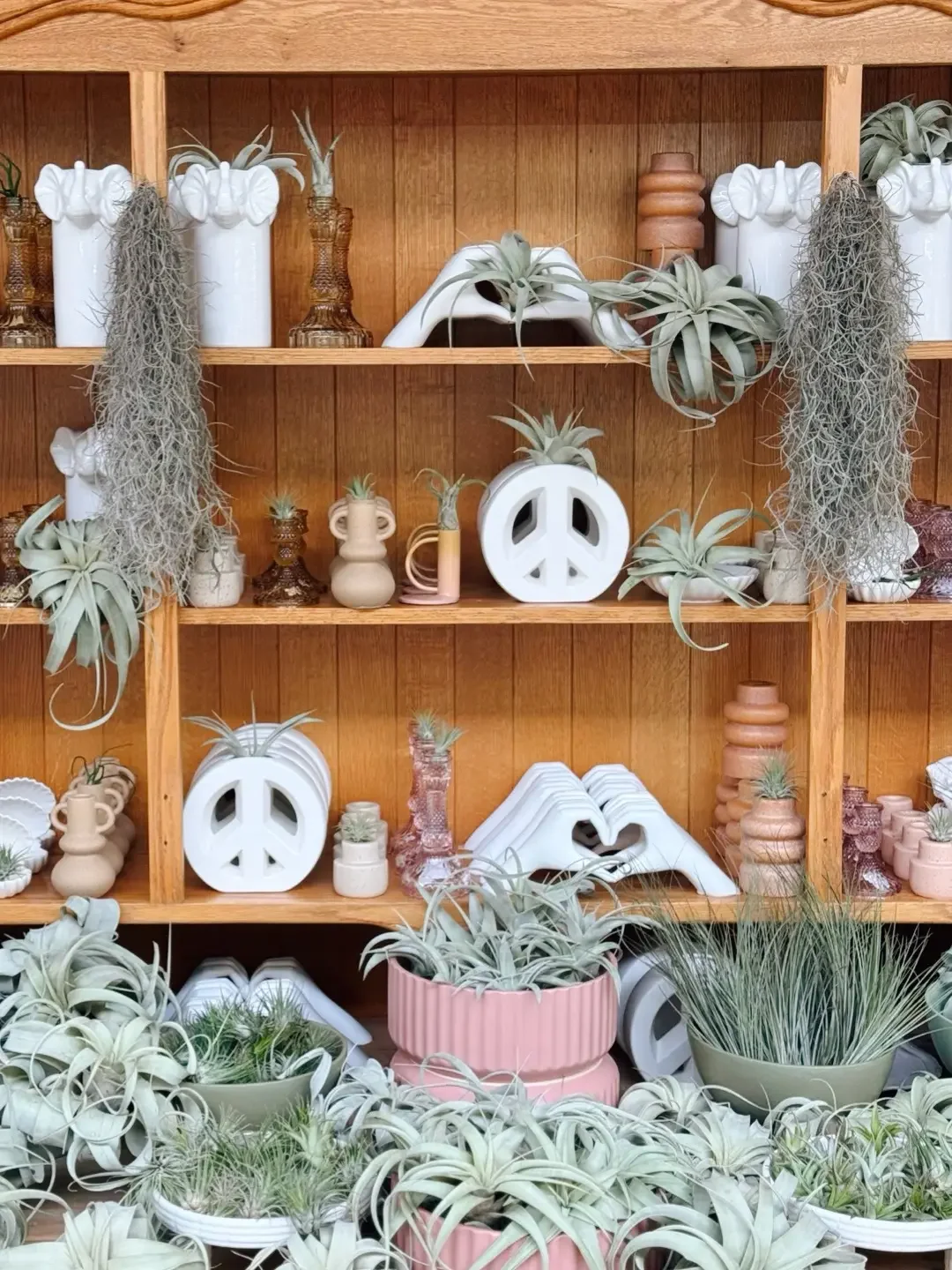 theres a air plant for that(1) 2.webp