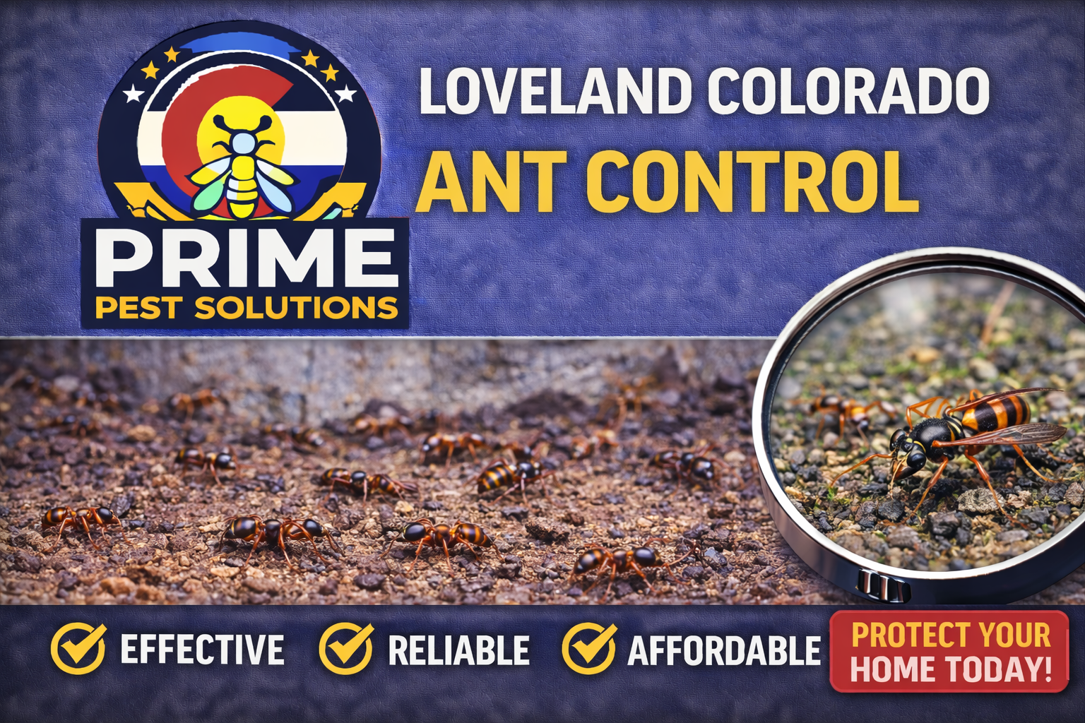 Ant Exterminator Loveland CO