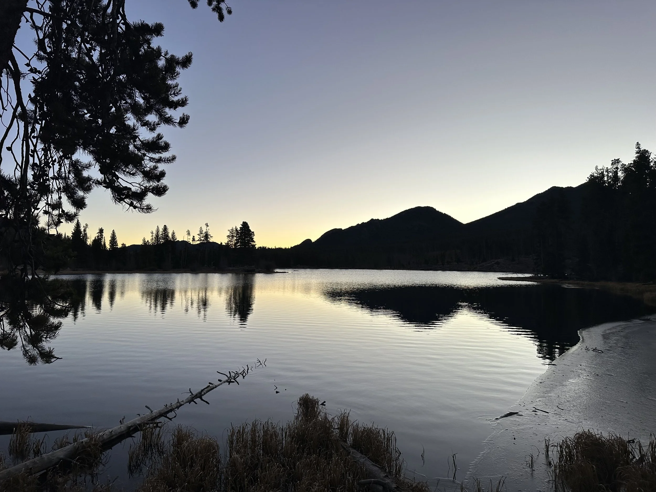 How to Keep Your Home Pest-Free in Northern Colorado