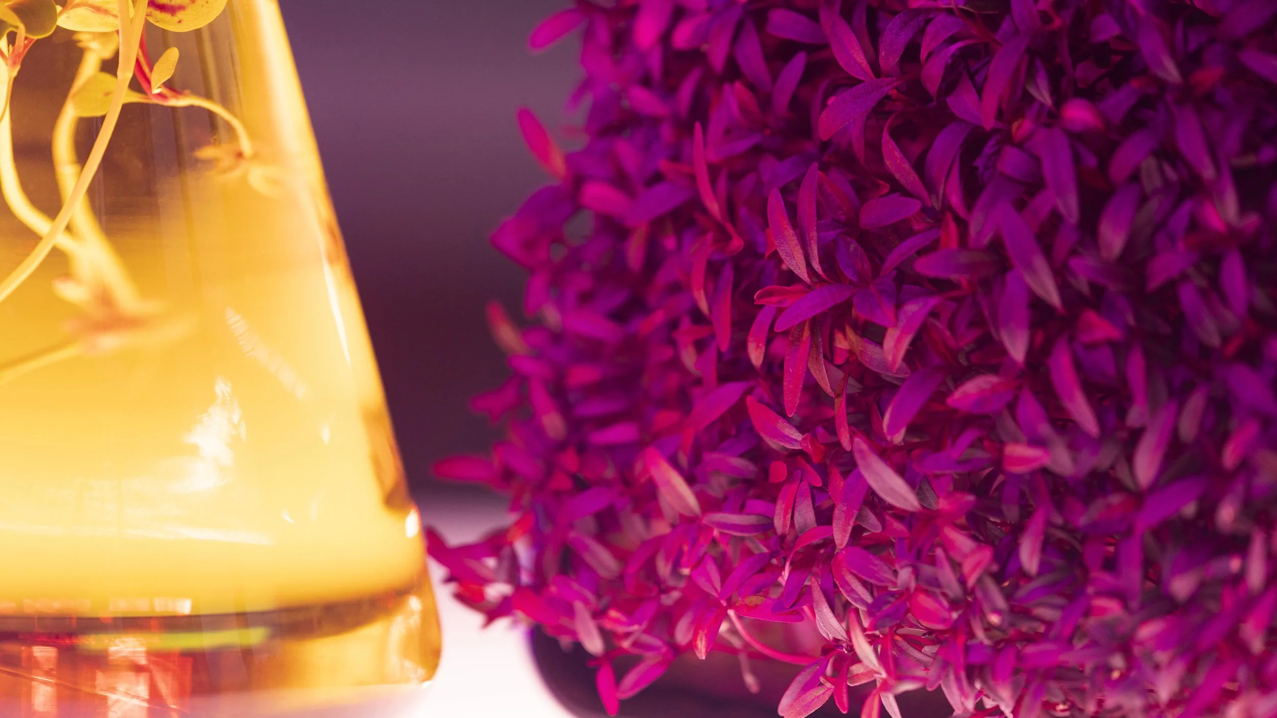 The Best Bakuchiol Serums for Sensitive Skin: Gentle Retinol Alternatives That Deliver Real Results