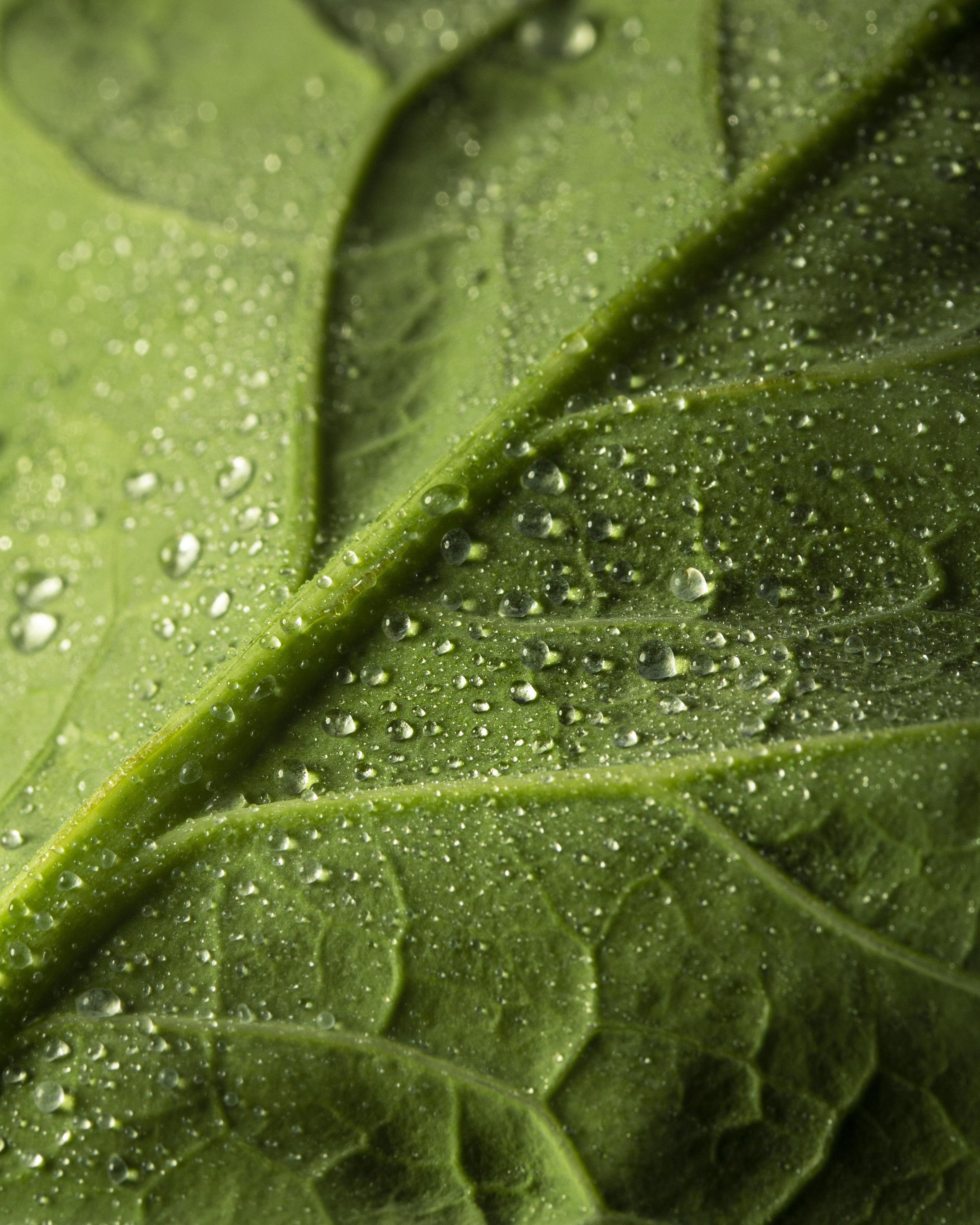 Close-up of green spinach leaves with water droplets on surface.