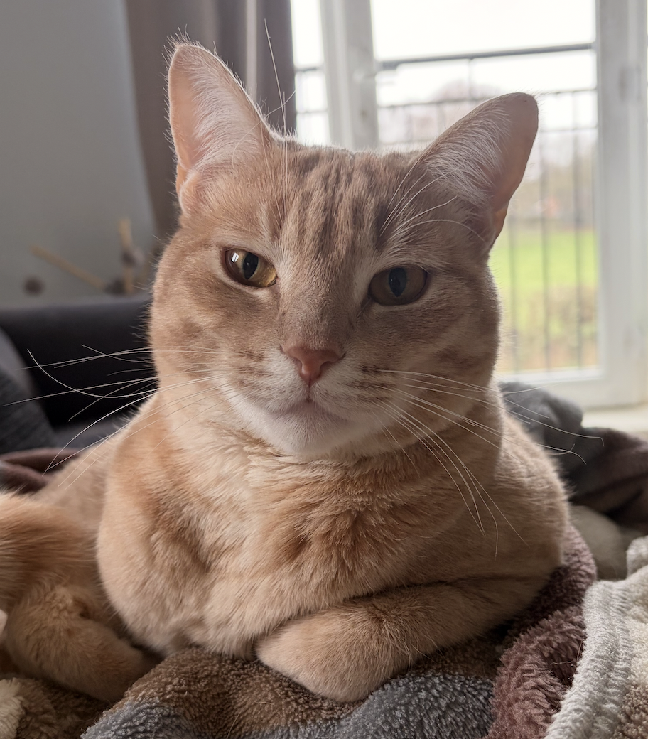 Close-up of a domestic short-haired orange tabby cat lying on a soft blanket near a window.