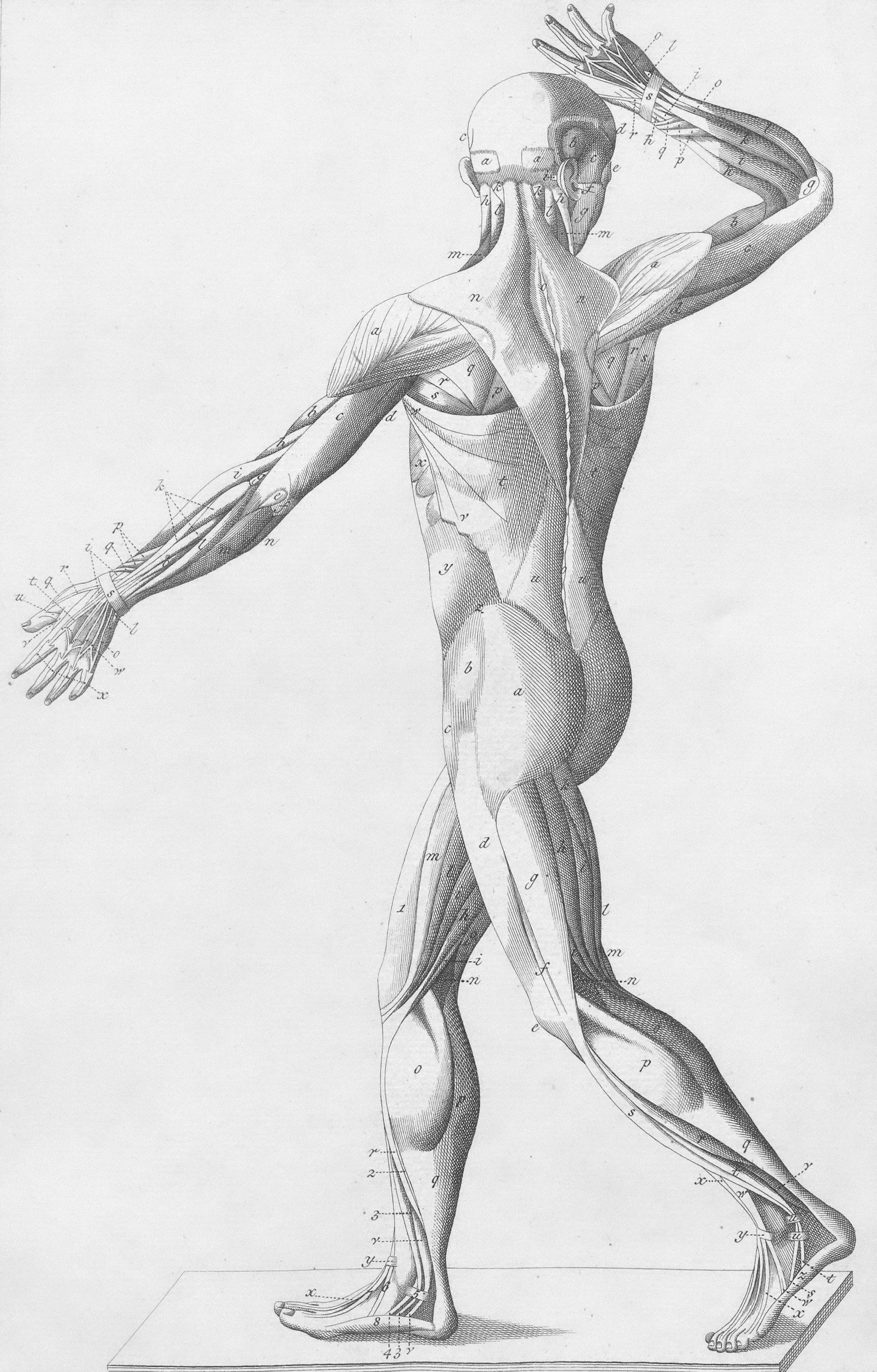 An old anatomical illustration of a human body showing muscles, bones, and the nervous system from the back with the right arm raised.