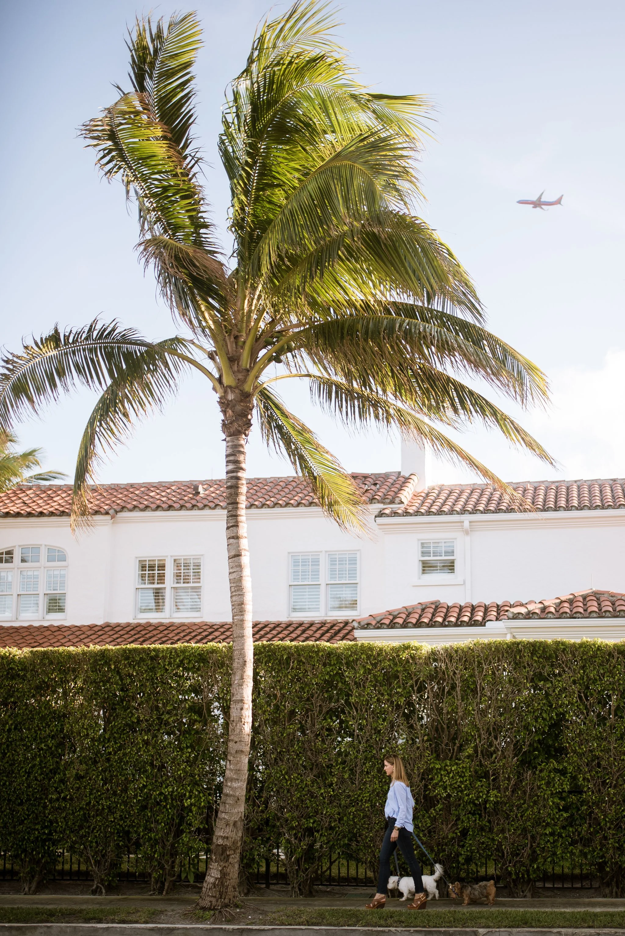 A woman walking her three dogs along a sidewalk in front of a tall palm tree, a green hedge, and a white building with a red tile roof under a clear blue sky, with an airplane flying overhead.