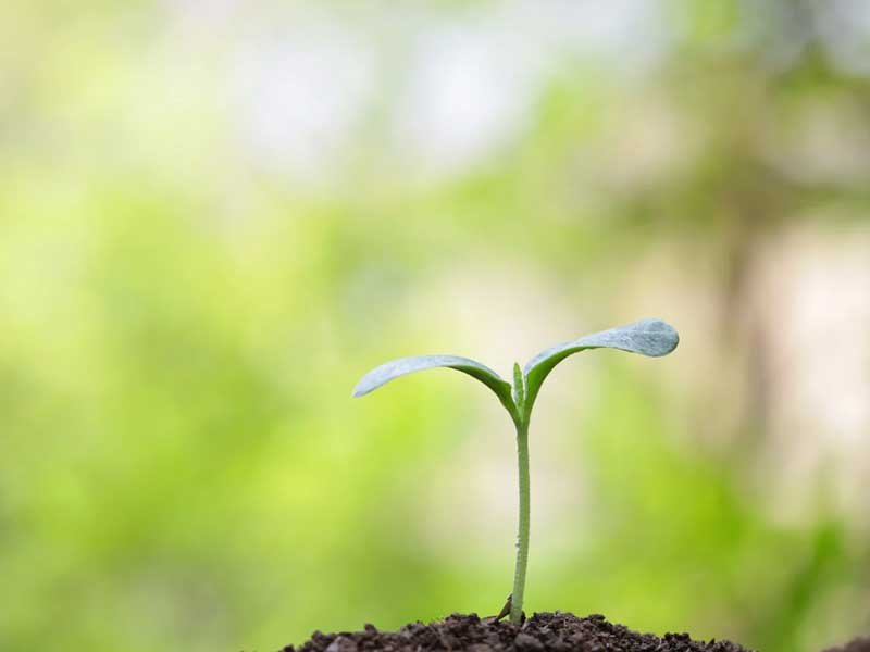 Plant sprouting up from the soil, reflecting personal growth