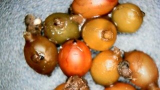 Worm Cocoons