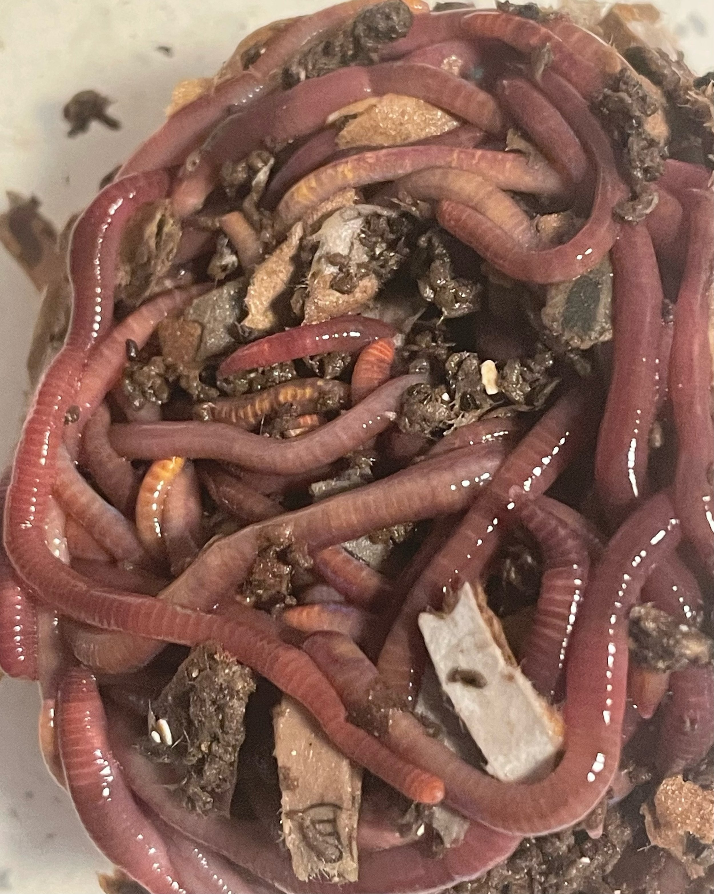 Worms.jpeg