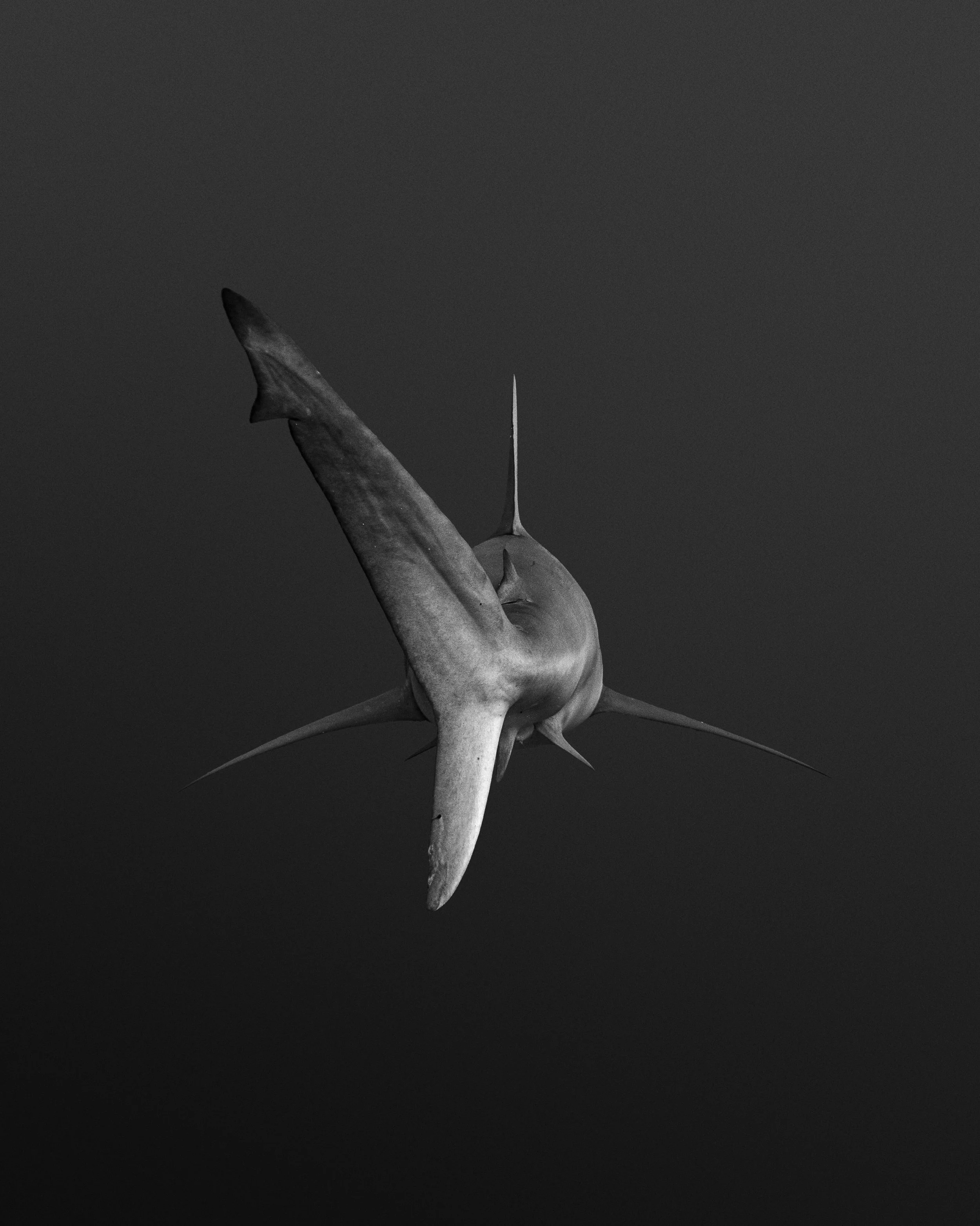 Shark Print.jpeg