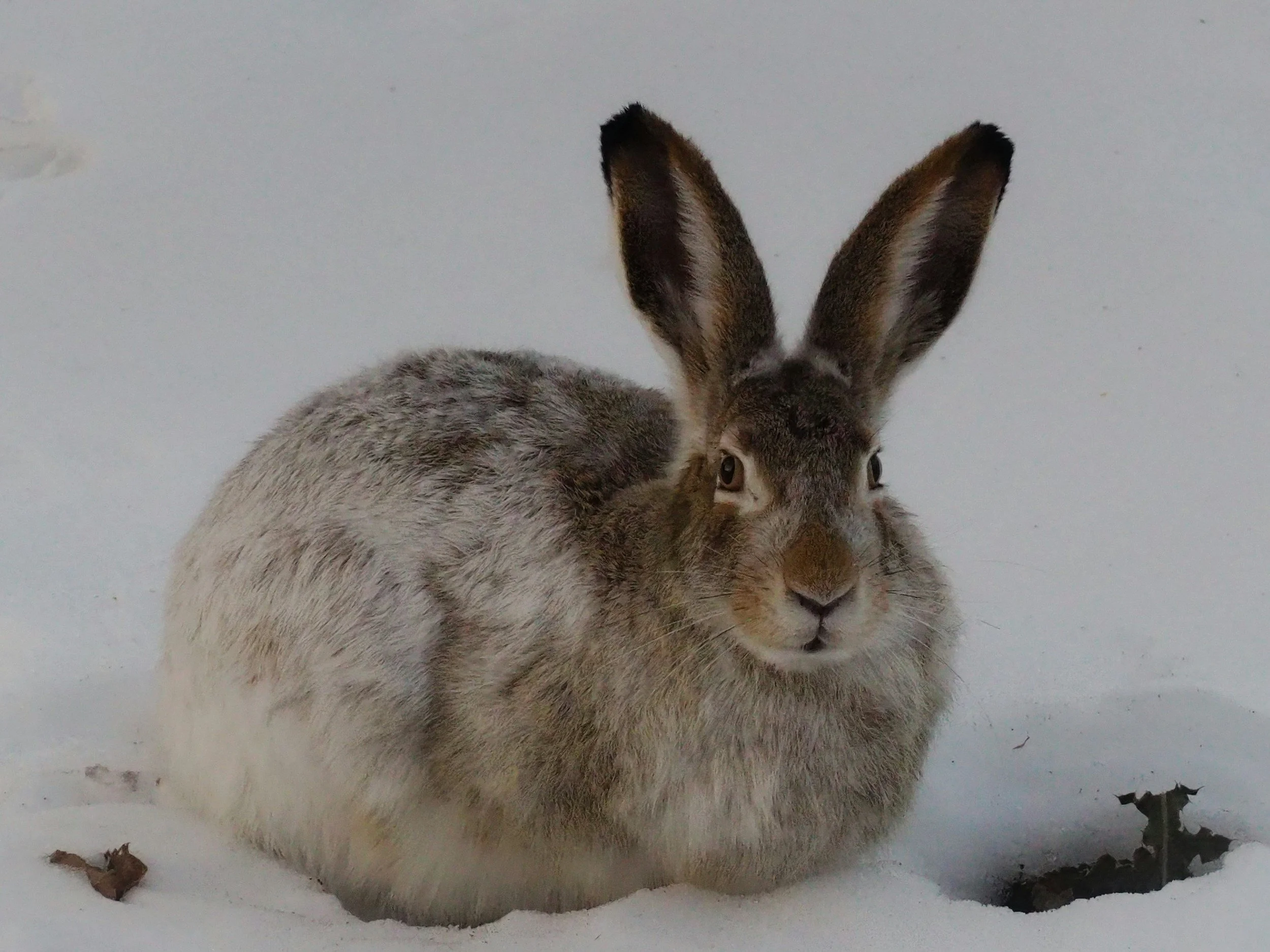Year-End Business Checklist and Snowshoe Hares