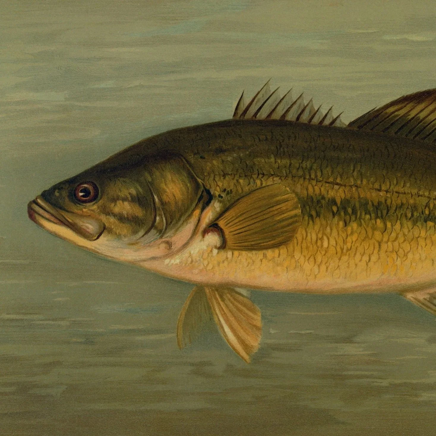 S-corps and Largemouth Bass