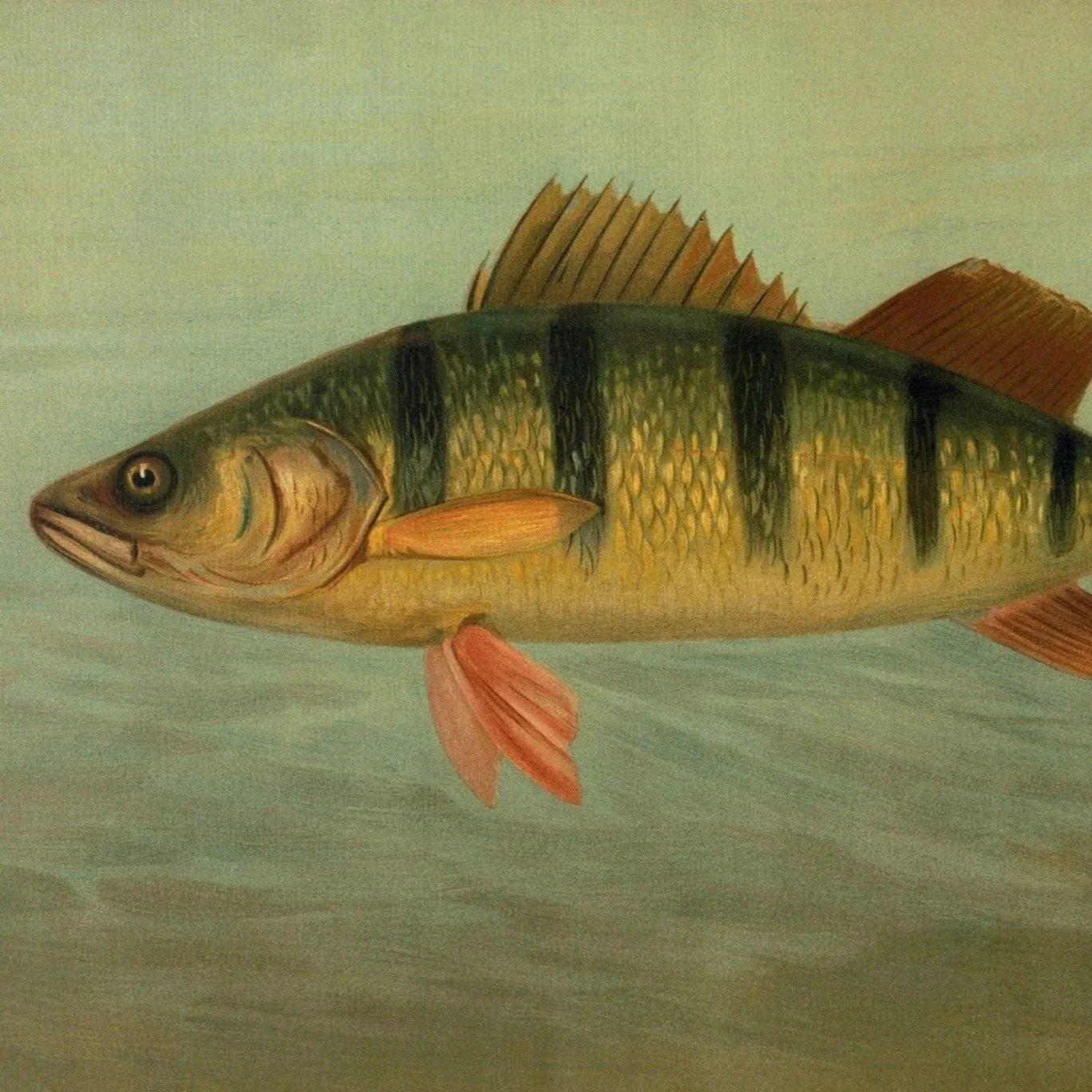Frivolous Tax Arguments and Yellow Perch