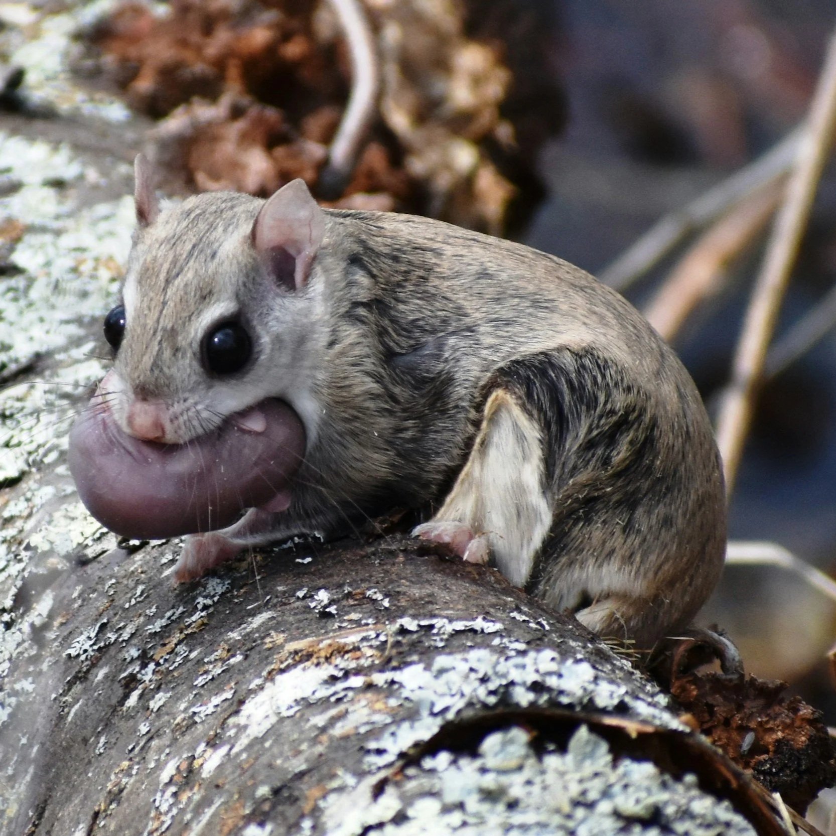 Chasing Deductions and Flying Squirrels