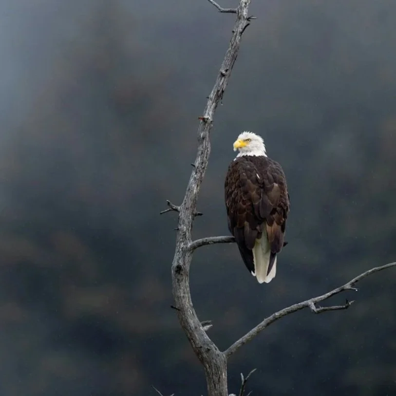Employing Your Kids and Bald Eagles