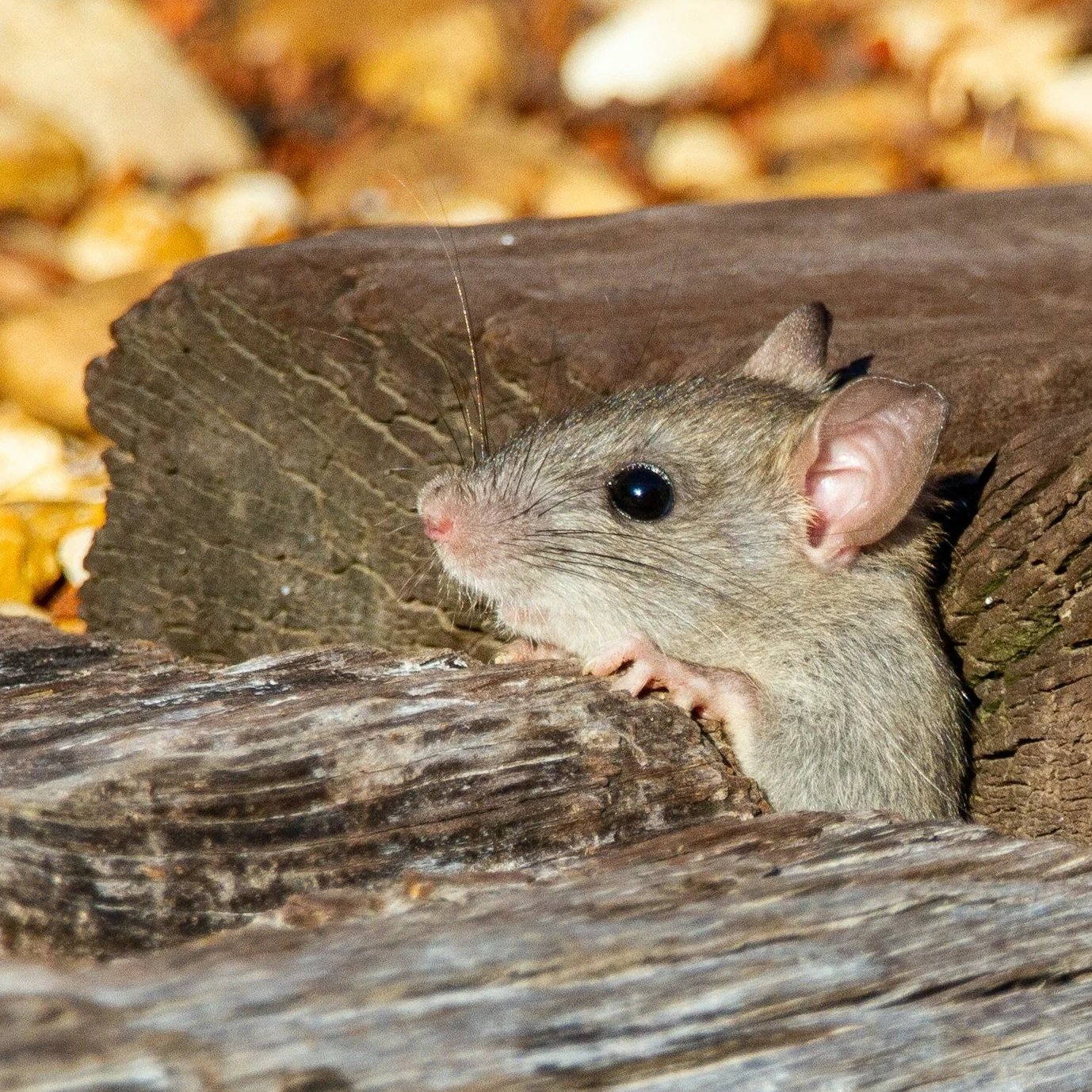 Burden of Proof and White-Footed Mice