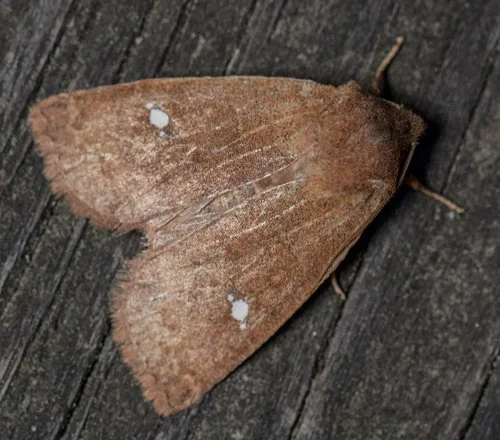 Maple Syrup and the Satellite Moth