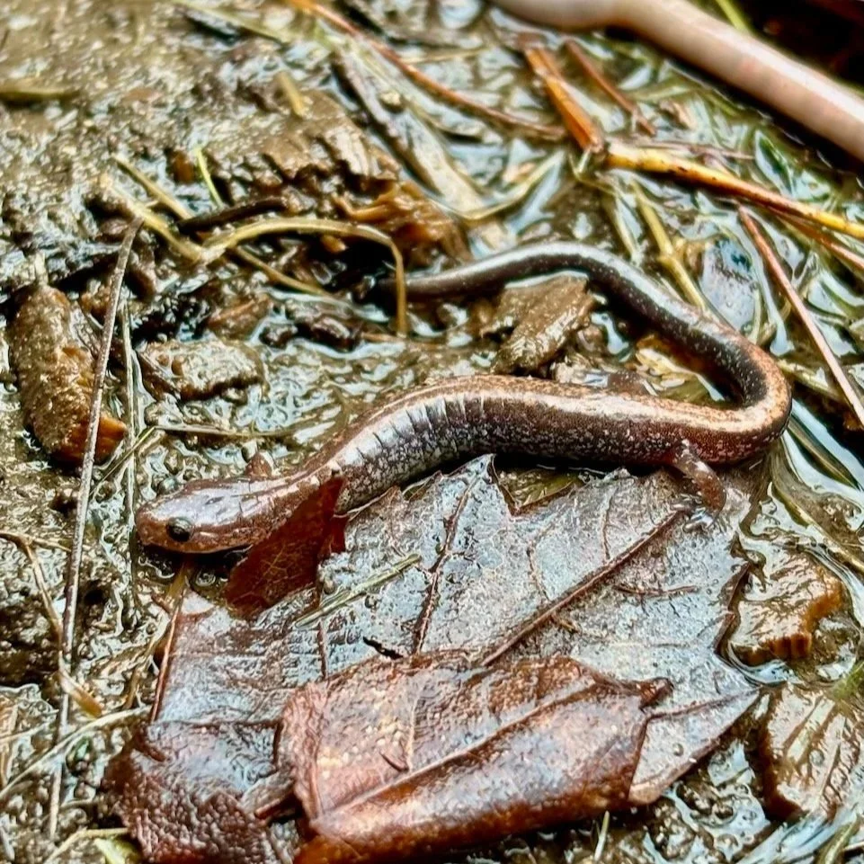 Tax Season Hangover and Eastern Red-Backed Salamanders
