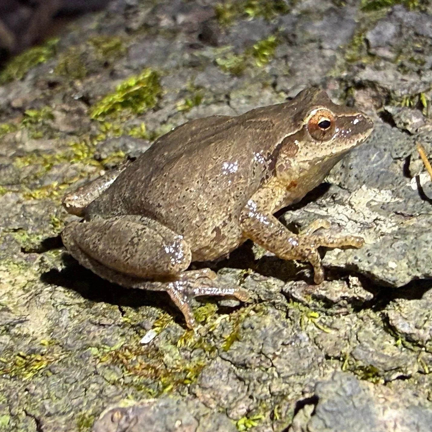 Extended, Not Excused, and Spring Peepers
