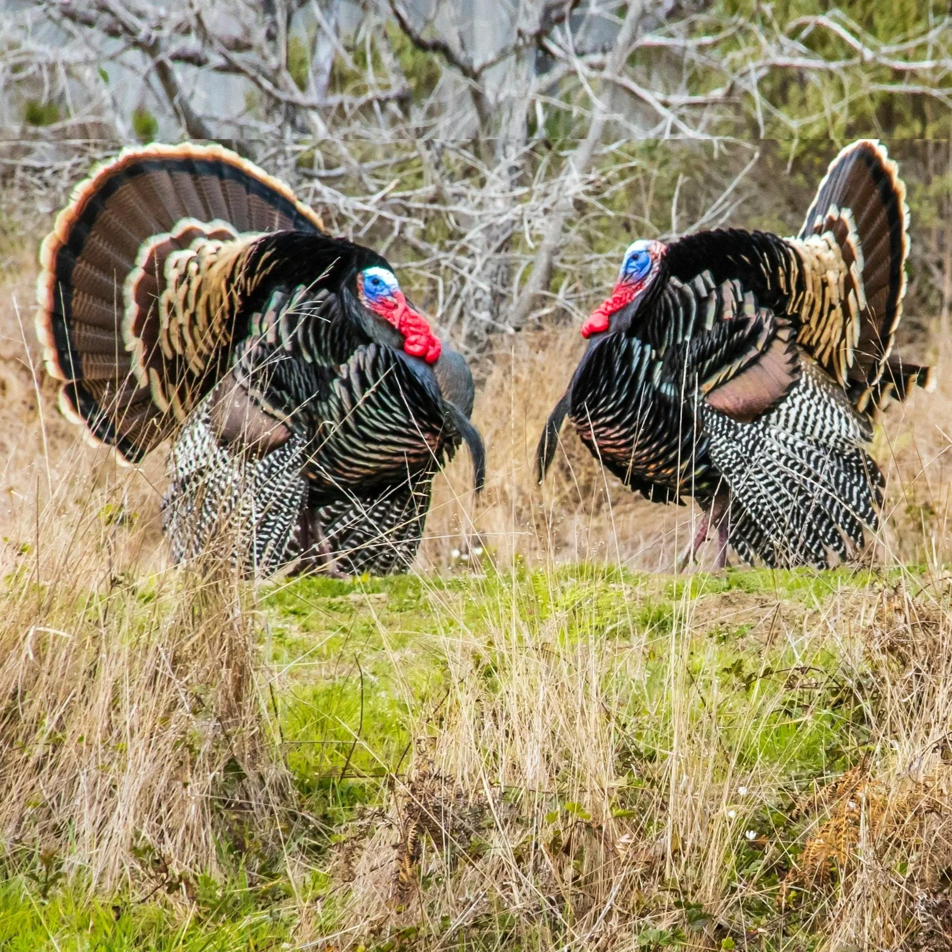 Planning Season and Wild Turkeys