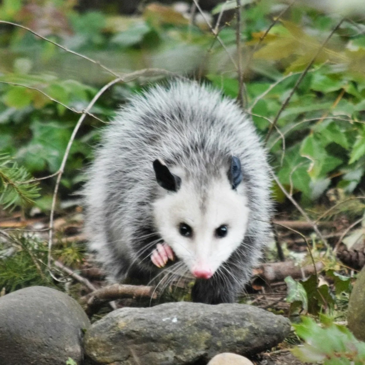 Preparer Fraud and Opossums