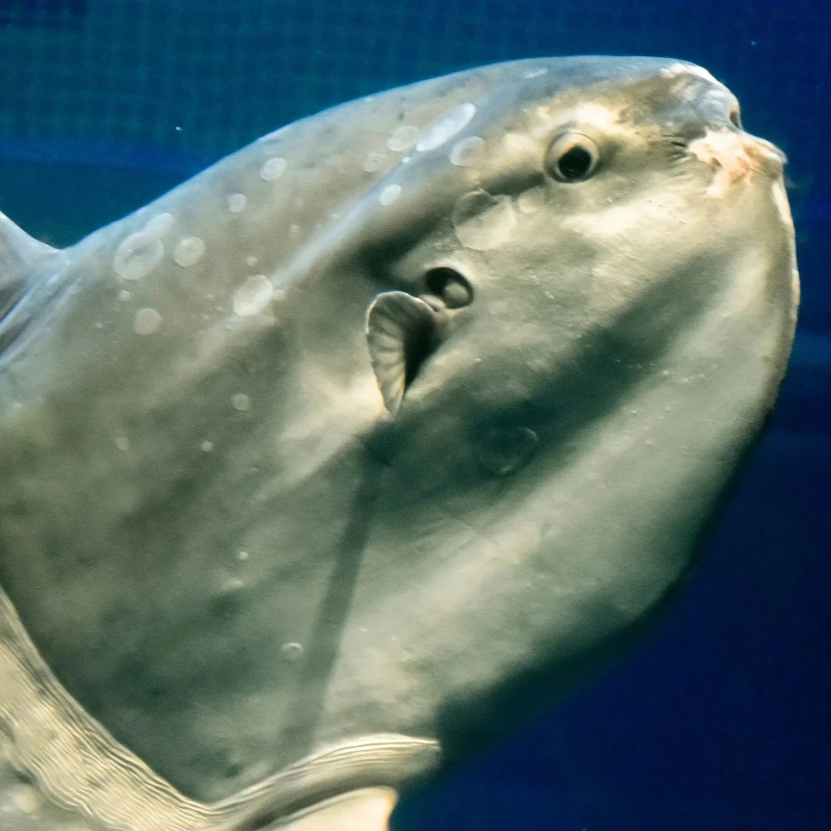 Back to School and Ocean Sunfish