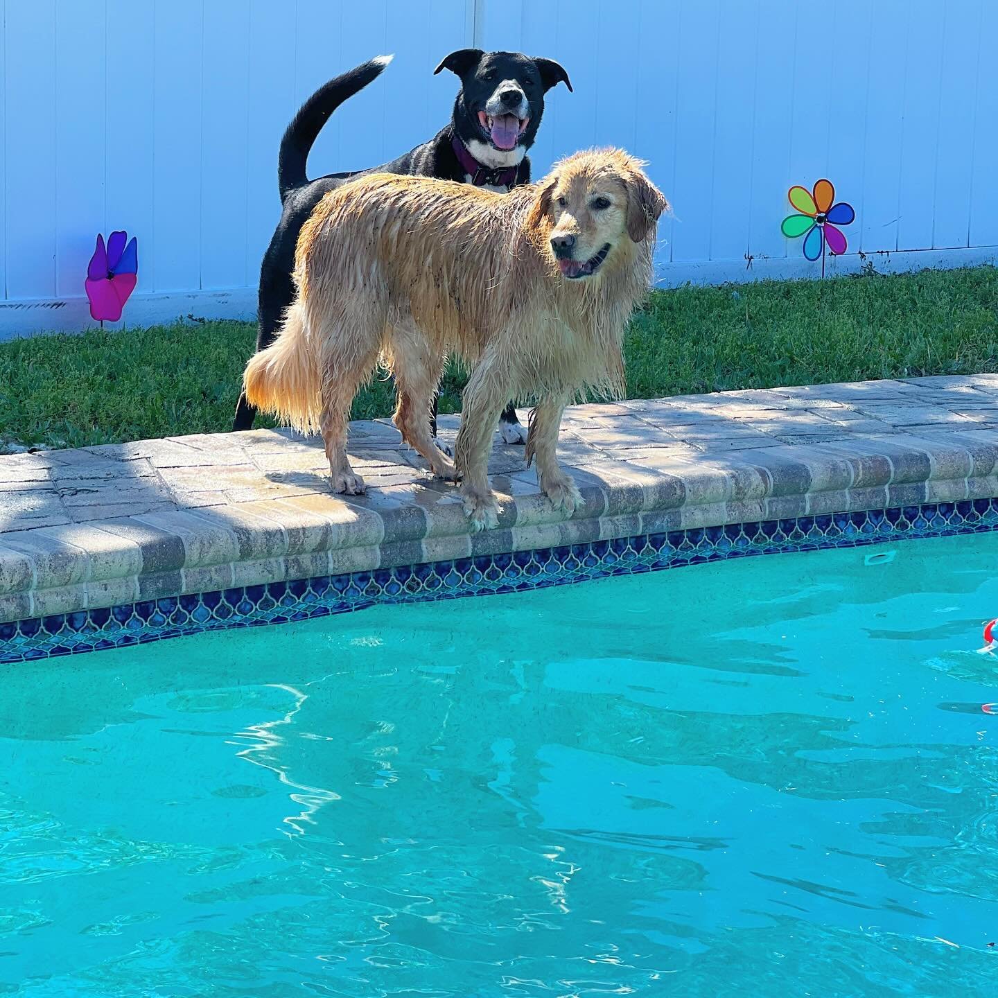 Totally TWOsday with Sadie &amp; Daisy🩵🩷

Sadie is Daisy&rsquo;s biggest cheerleader📣&amp; frolics around the yard while Daisy gets her fitness swimming on🐠🤪👙

Clients are always welcome to bring all of their fur babies, even the ones who don&r