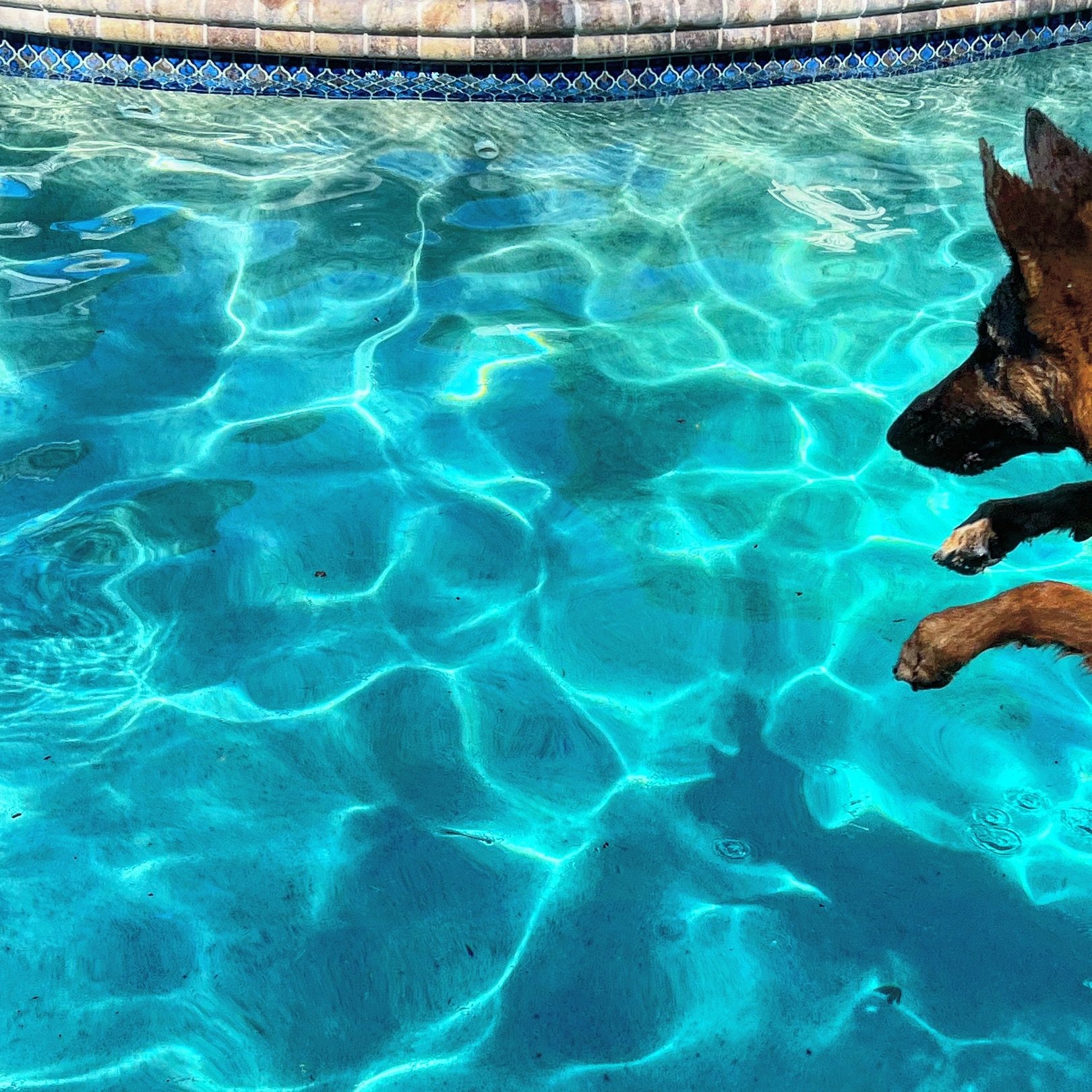 Diving into #almostfriday 🩵🤿🐬💦

We have some swim spots open for tomorrow &amp; Sunday🌀so take advantage of the beautiful weather coming this weekend and keep cool in our pool😎

💻DIPNDOGS.com
📲(407)227-0030
📧Rachel@dipndogs.com