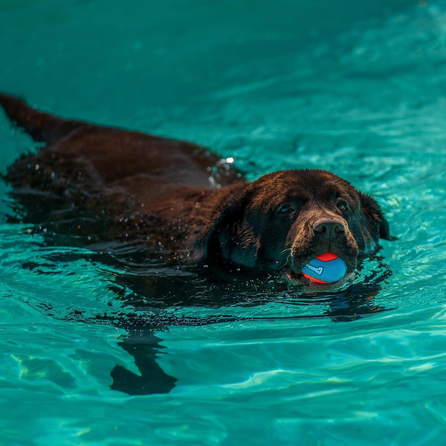 🐠Happy #MondayMotivation🐠

Our comprehensive swimming services, including🩵hydrotherapy🩷swim lessons, and 💛fitness/fun swimming, offer a holistic approach to improving your dog&rsquo;s quality of life☀️

From enhancing mobility and aiding weight 