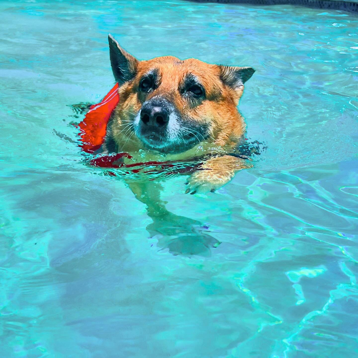 Just Keep Swimming🩵🐠☀️🫶🏻 

Happy 🌎 Day! We are SO grateful for WATER💦

💻DIPNDOGS.com
📲(407)227-0030
📧Rachel@dipndogs.com