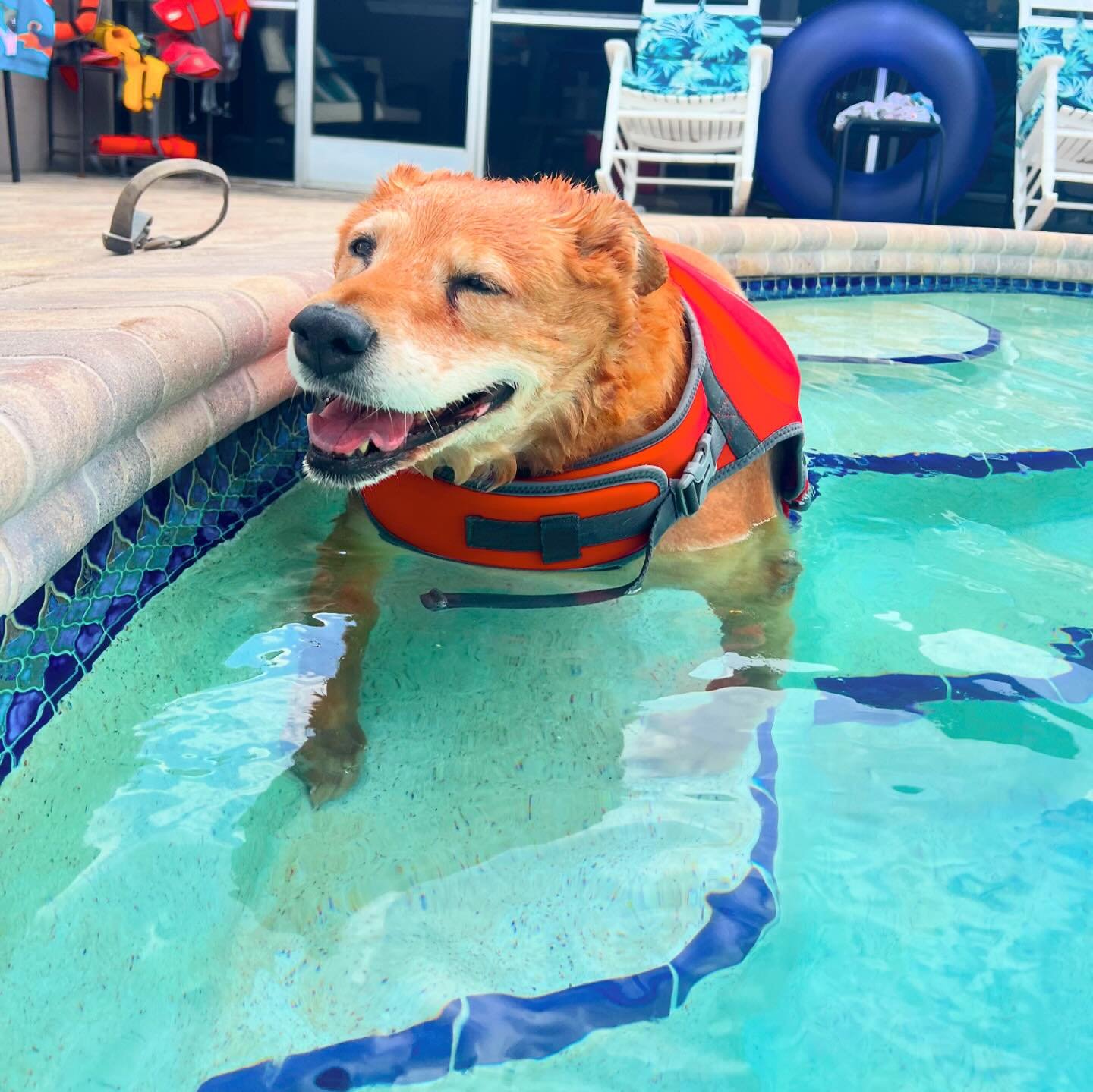Welcome Oakley🍀she started her Lucky Dog swims with us to help her lose weight and regain her mobility. Oakley was diagnosed with severe hypothyroidism &amp; is severely overweight. She can barely walk &amp; is in constant pain. We are looking forwa