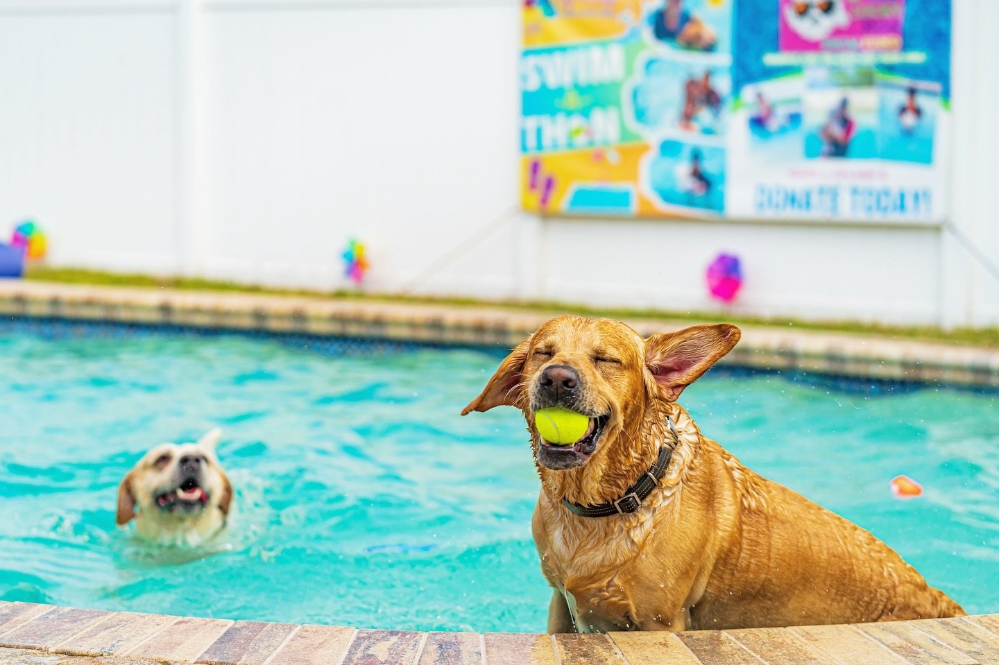 This pretty much sums up what a swim sesh on a beautiful day with your friends at our pool looks like🤪🎾

💻DIPNDOGS.com
📲(407)227-0030
📧Rachel@dipndogs.com

#🐠☀️😎🎉💦🏄🏻&zwj;♂️🏄🏼