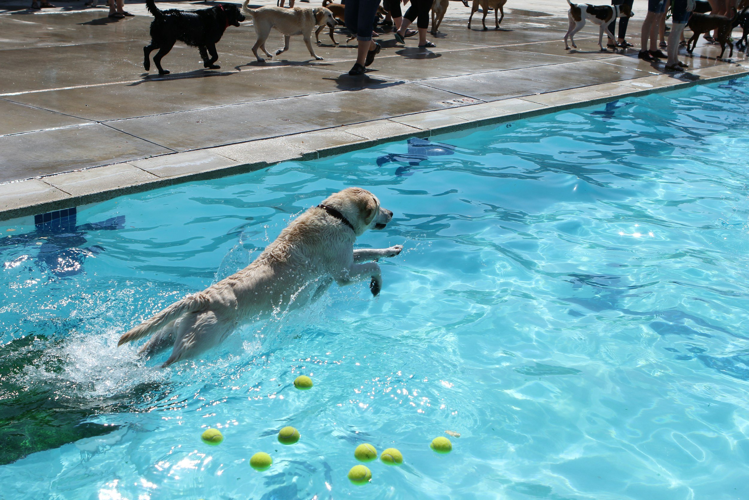Fitness Swimming for Dogs: The Ultimate Exercise for Young, Healthy &amp; Active Canines