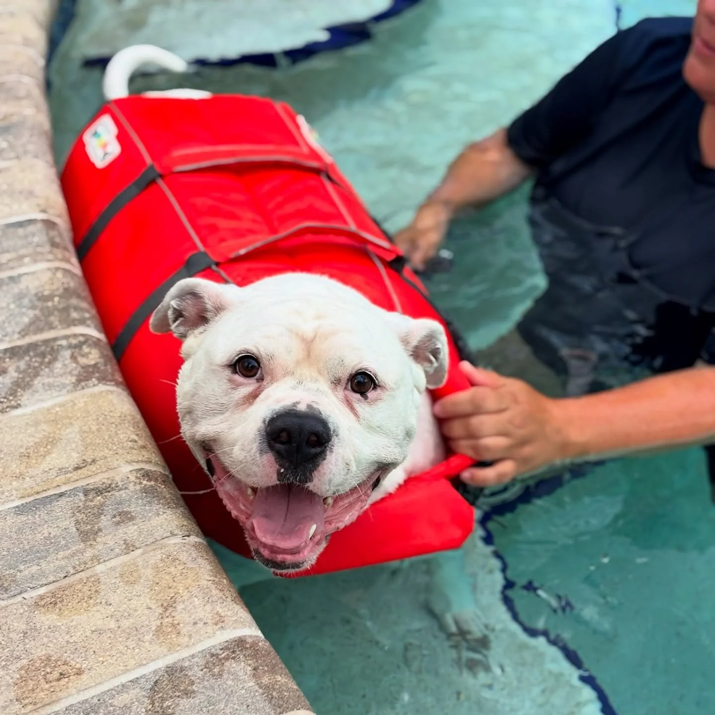 Portrait Mode Activated💧📸🤩

What picture is your favorite? Let us know! Comment below👇🏻👩&zwj;💻🐾

💻DIPNDOGS.com
📲(407)227-0030